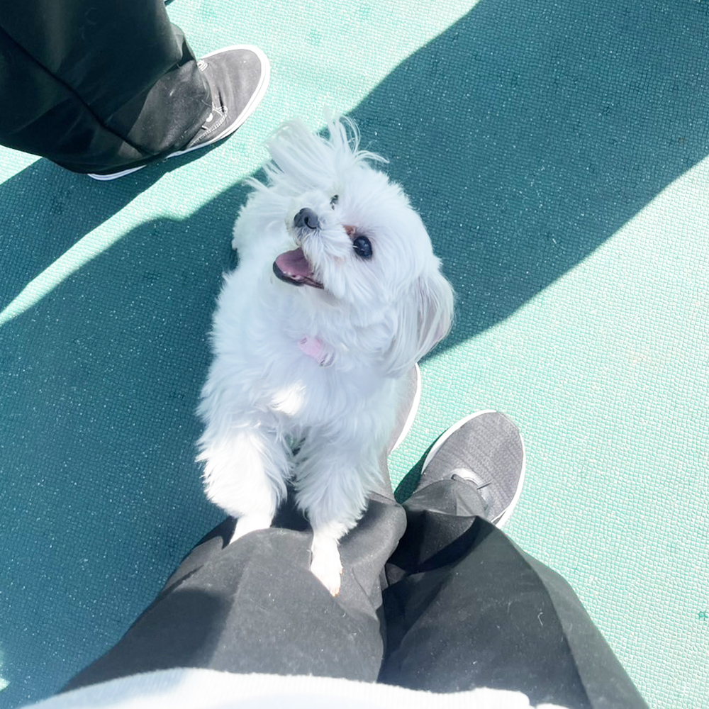 生徒が撮影したモデル犬の写真①